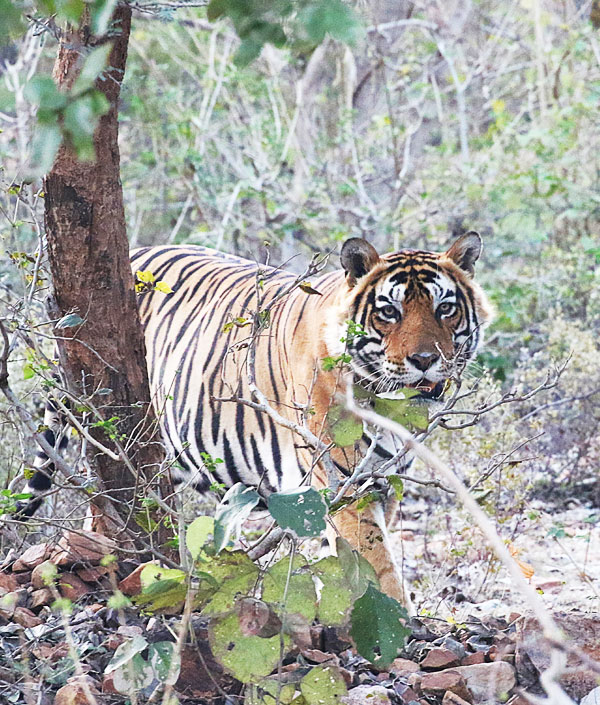 Indian Wilderness Tours – Safaris, Jungles & Untamed Landscapes