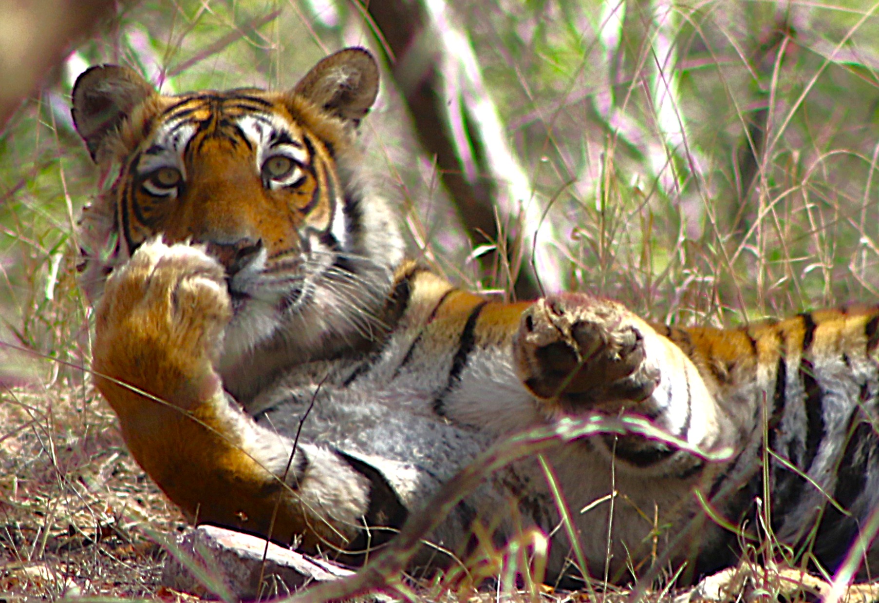 Wildlife Photography Tours in India – Tigers, Birds & Wild Landscapes