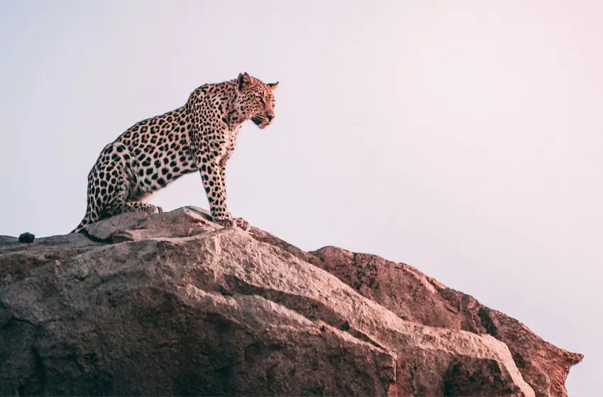 Jawai – The Leopard’s Domain and Rajasthan’s Untamed Luxury