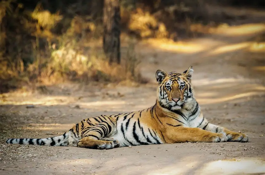 Pench National Park