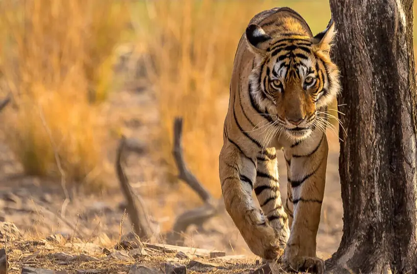Ranthambhore – The Ultimate  Wildlife& Heritage Destination of India