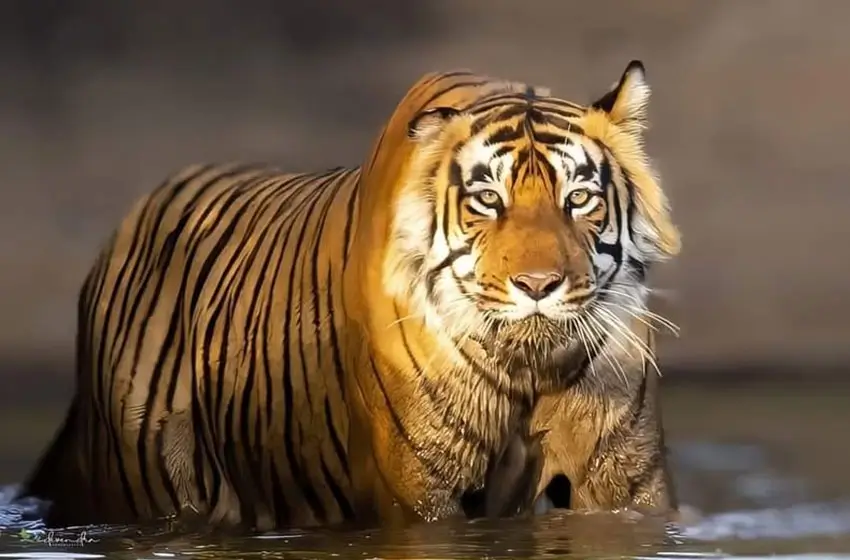 Sariska – Exclusive Luxury Wildlife & Heritage Retreat in Rajasthan