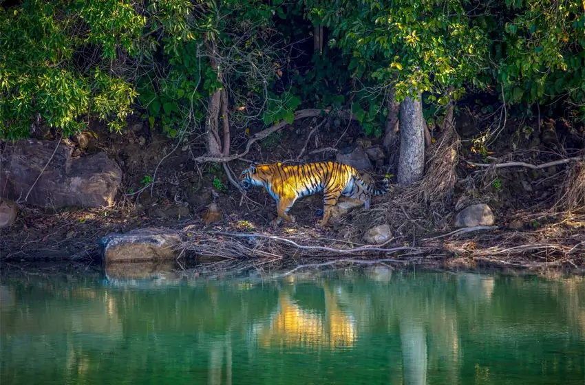 Jim Corbett National Park – India’s Premier Wildlife & Luxury Safari Destination