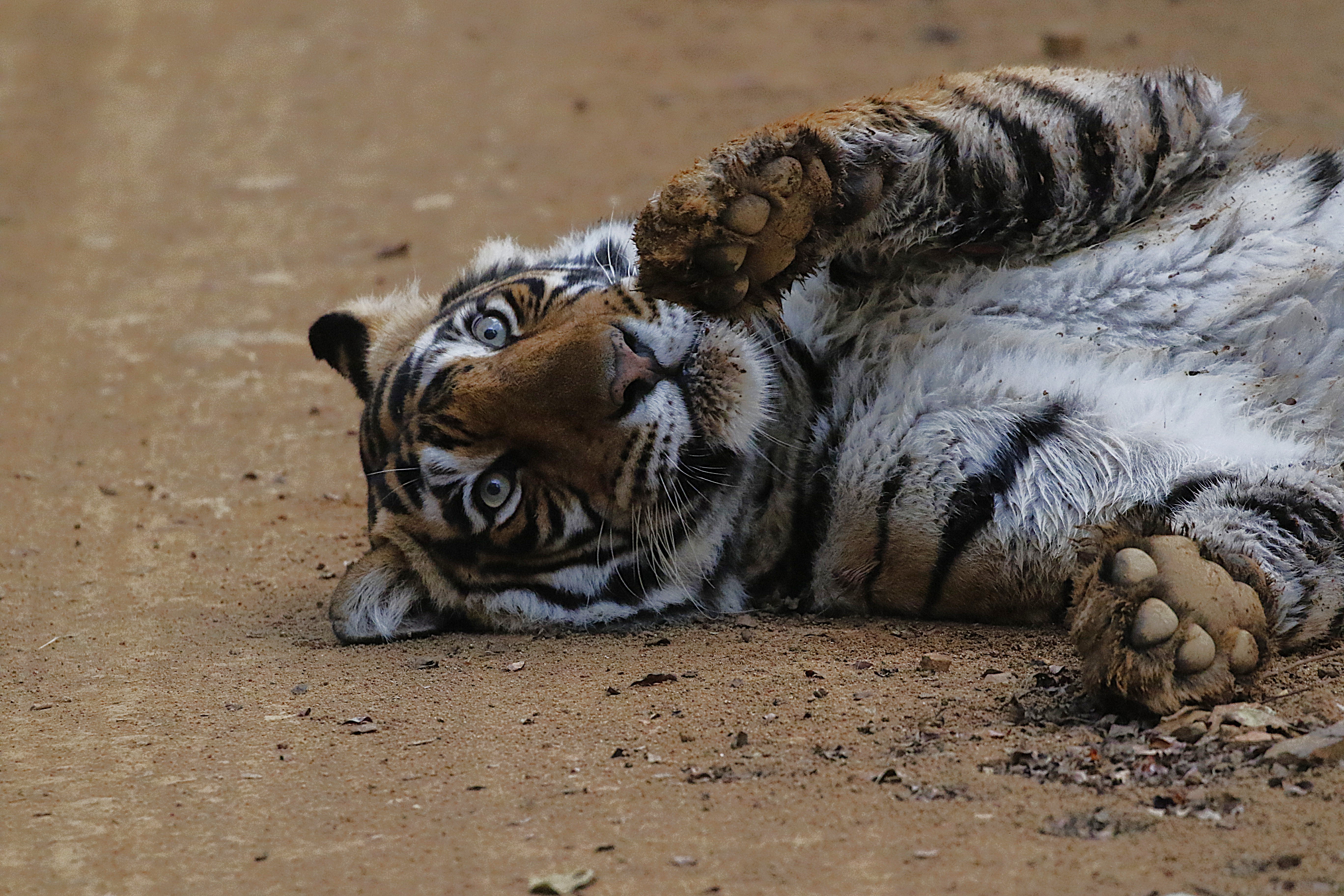 Predators of Ranthambhore