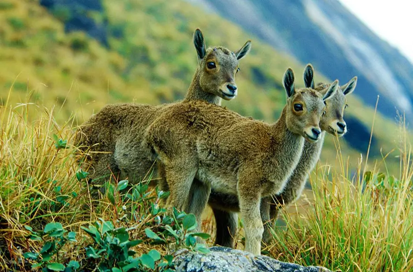 Munnar : The Misty Tea Hills of Kerala  (B & D)