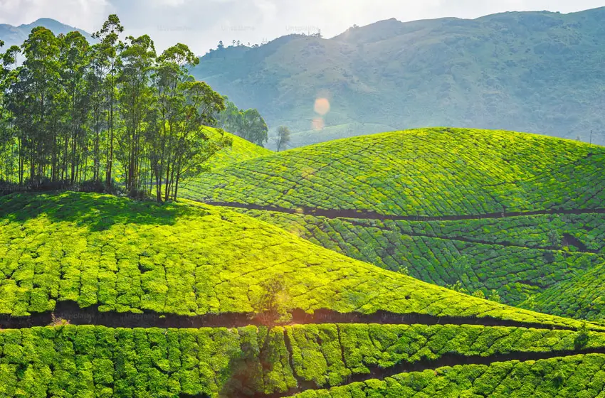 Scenic  drive to Munnar (B & D) 130 km/ 4 hours