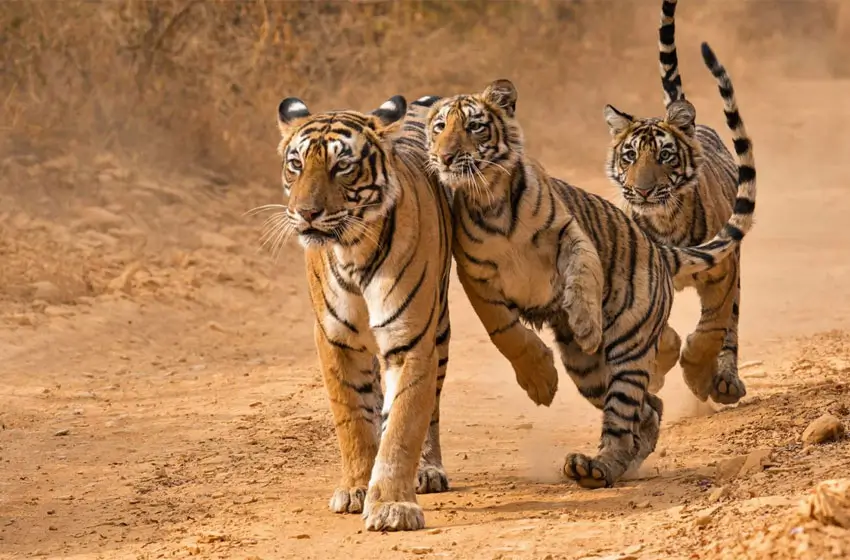 Unveiling the Wild Heart of Rajasthan: Sawai Madhopur & Chittorgarh