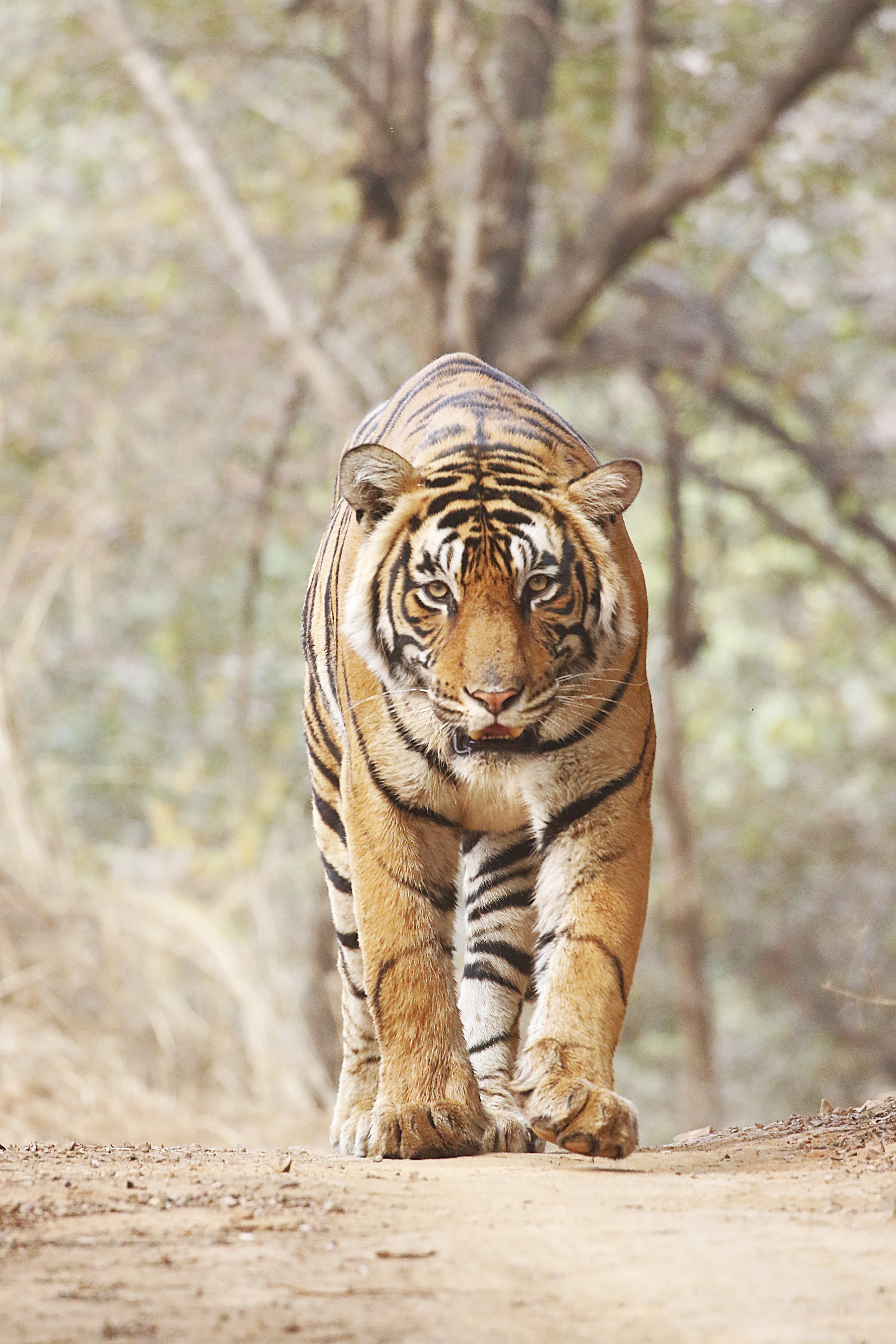 A Royal Journey Through Royal Cities, Wild Safaris & Golden Beaches