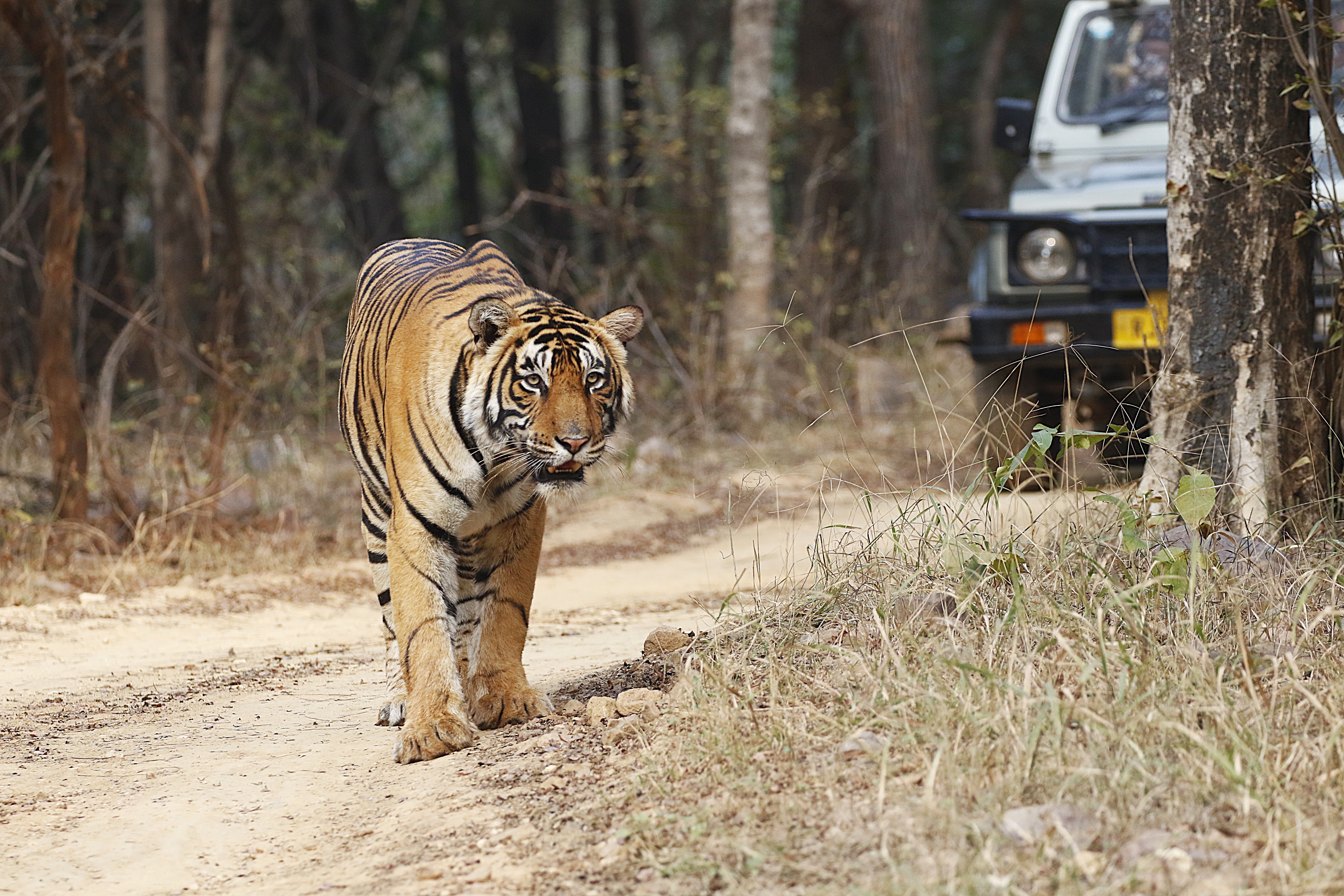 🐾🐾Golden Triangle of India with Ranthambhore