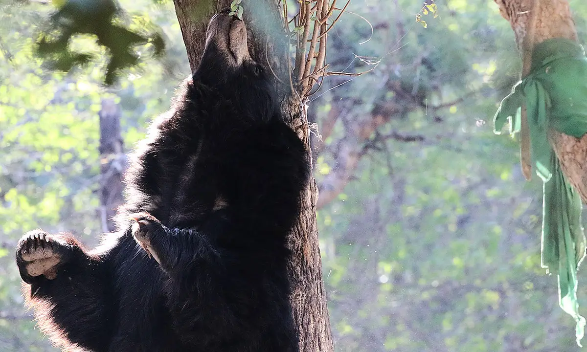 Predators of Ranthambhore