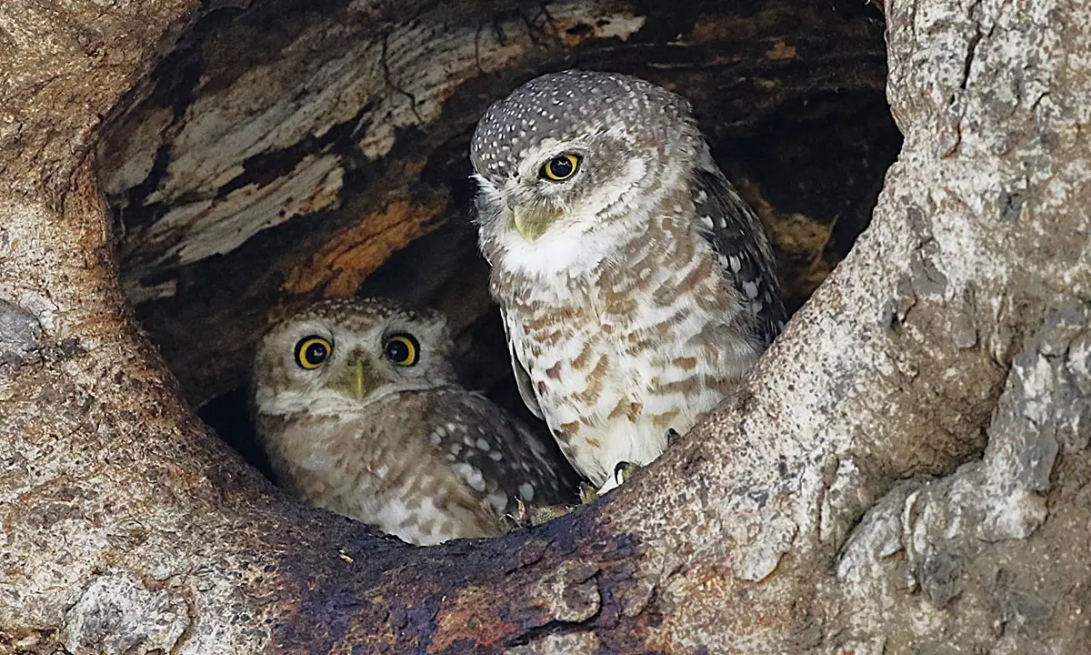 “From the Taj to Tigers, Palaces to Birds”