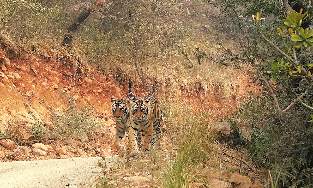 India’s Heritage Trail: Taj, Tigers & Royal Cities