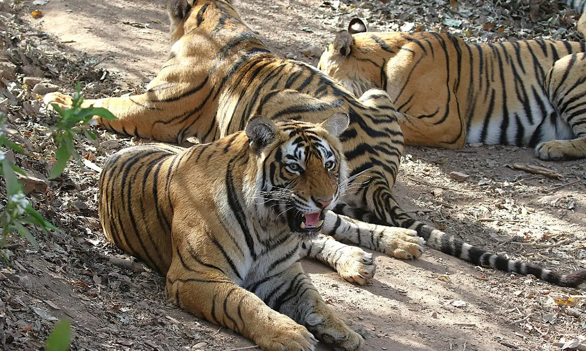 India’s Heritage Trail: Taj, Tigers & Royal Cities