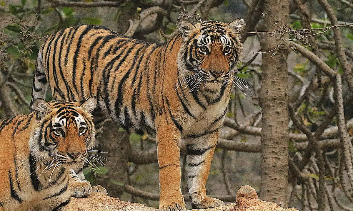 “From the Taj to Tigers, Palaces to Birds”