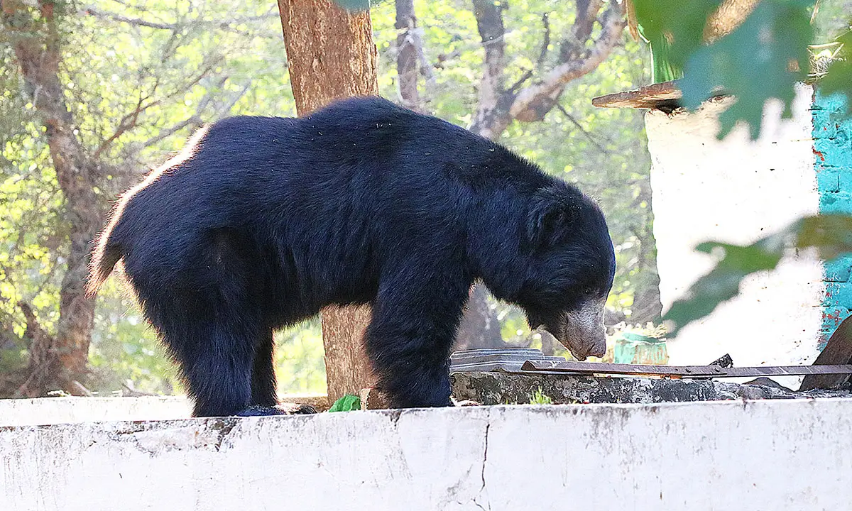 Taj Mahal, Tiger’s & Palaces