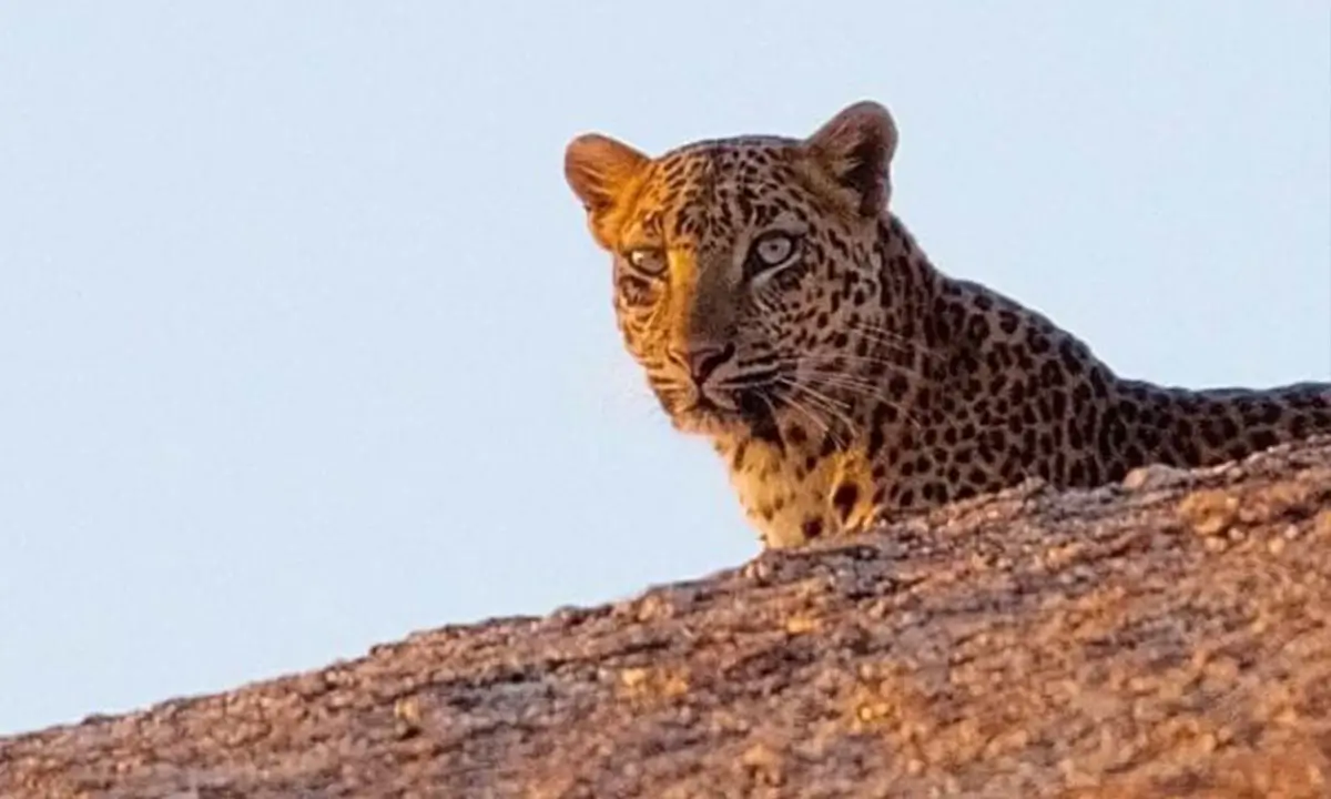 Leopards of Jawai