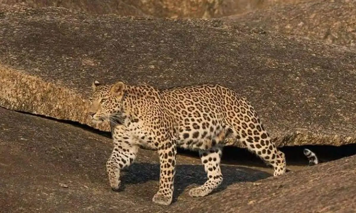 Leopards of Jawai