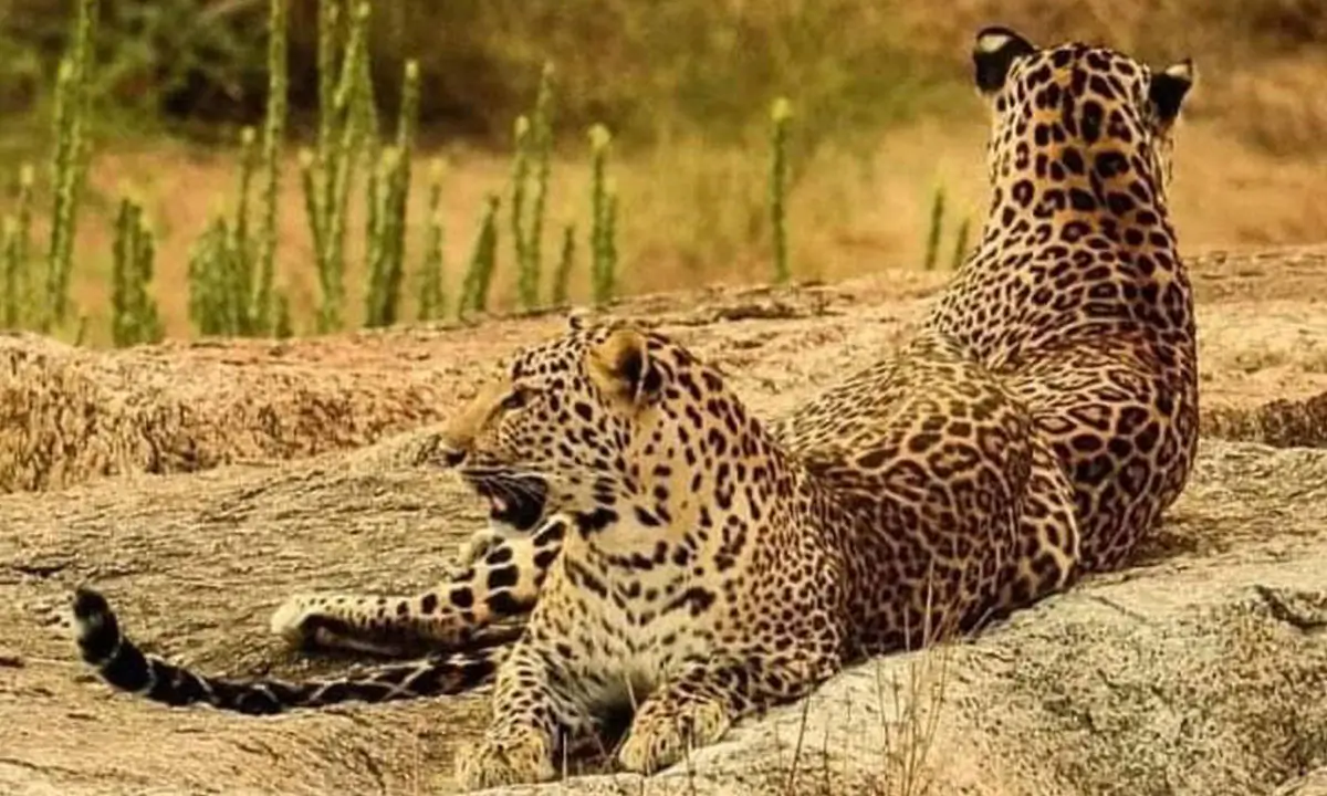 Leopards of Jawai