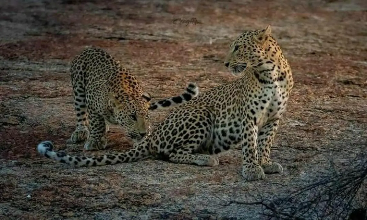 Leopards of Jawai