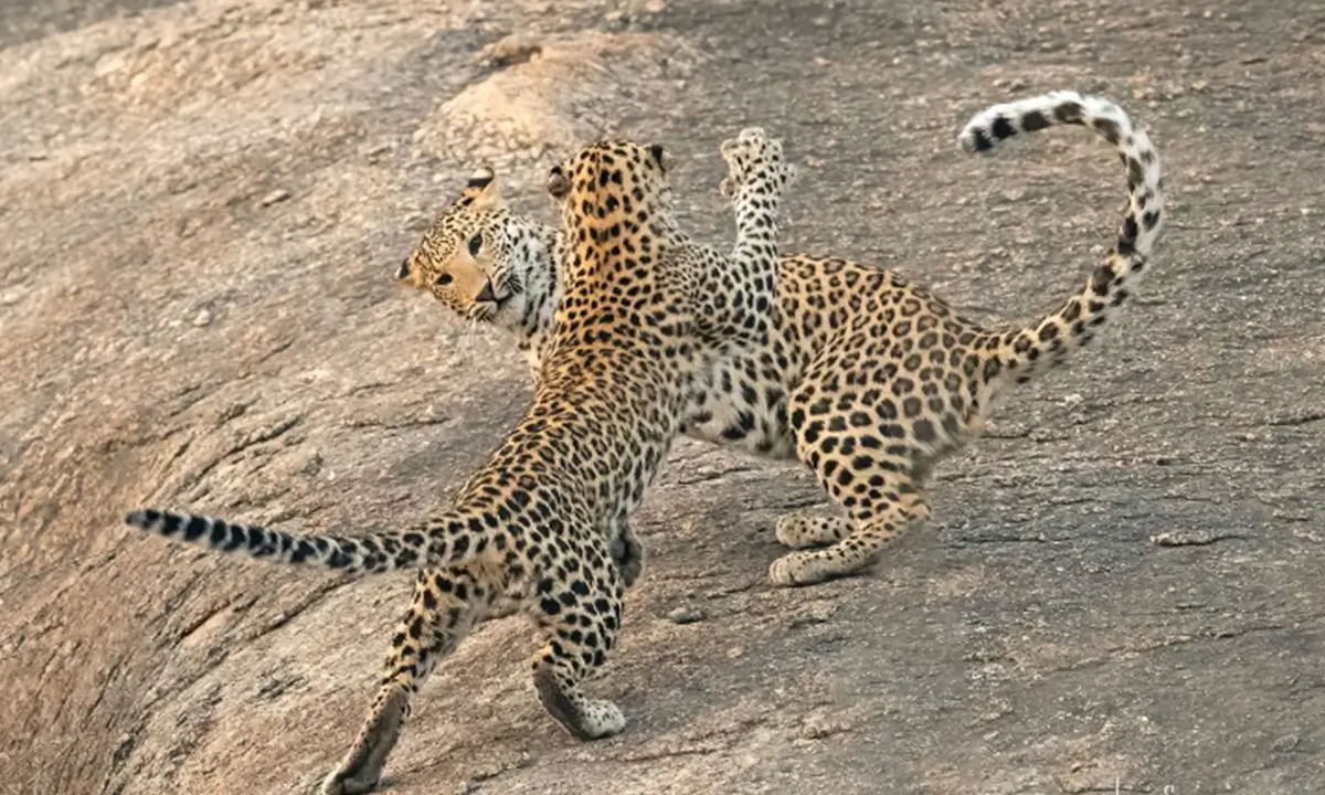 Leopards of Jawai