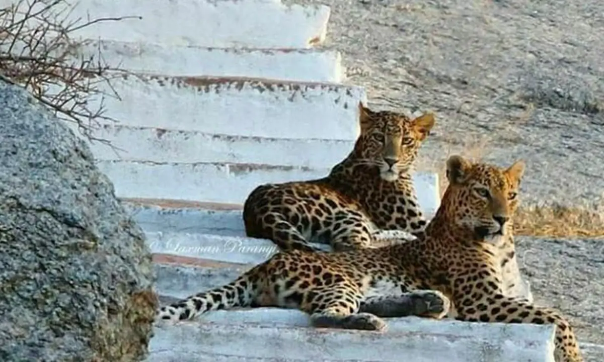 Leopards of Jawai