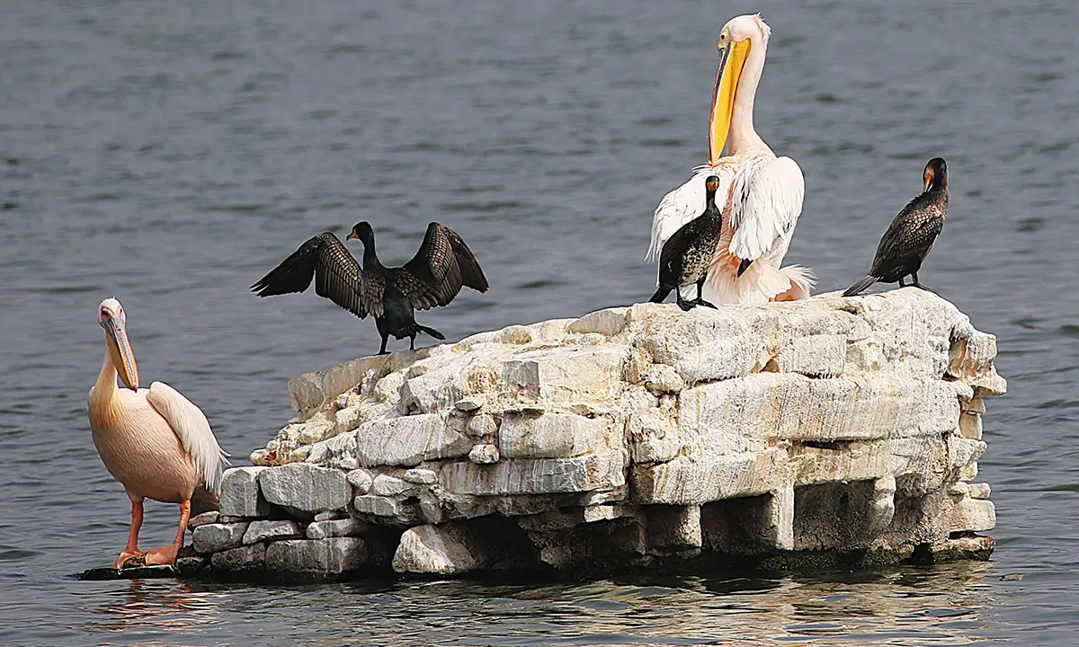 “From the Taj to Tigers, Palaces to Birds”