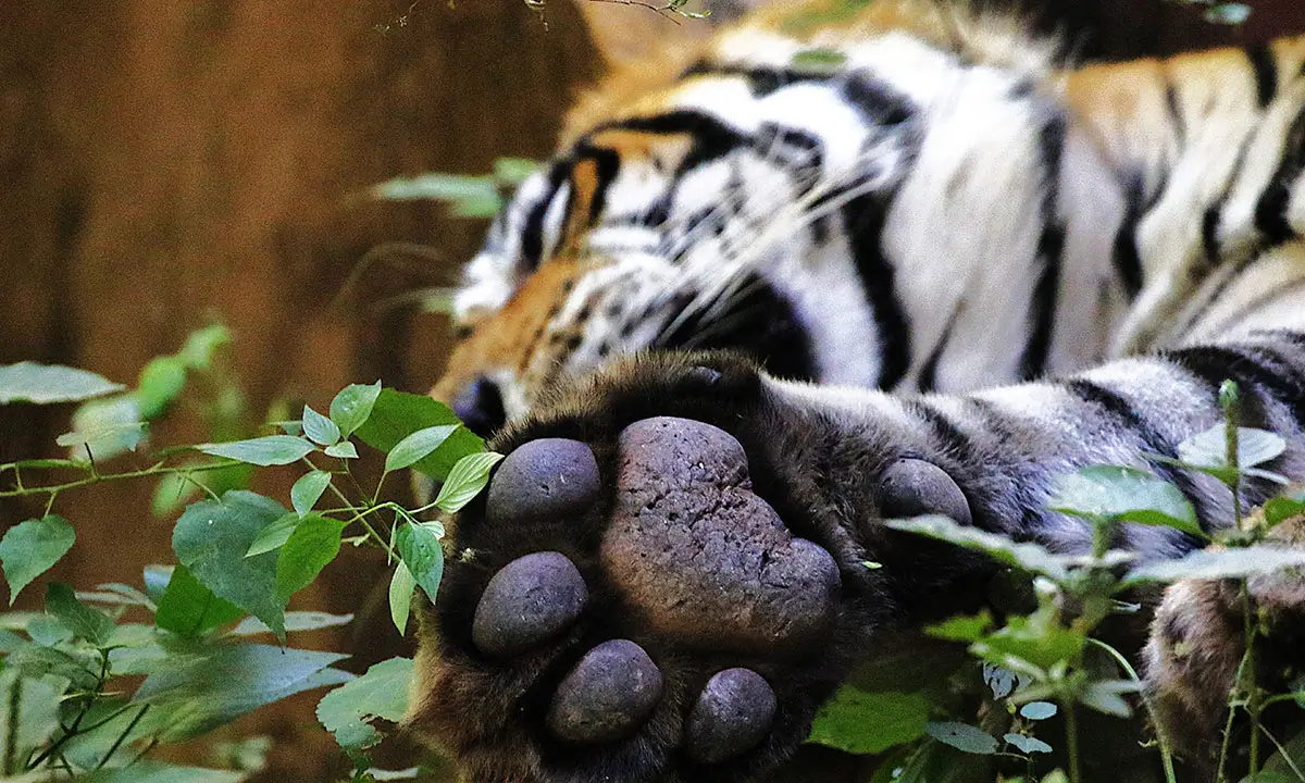 Predators of Ranthambhore