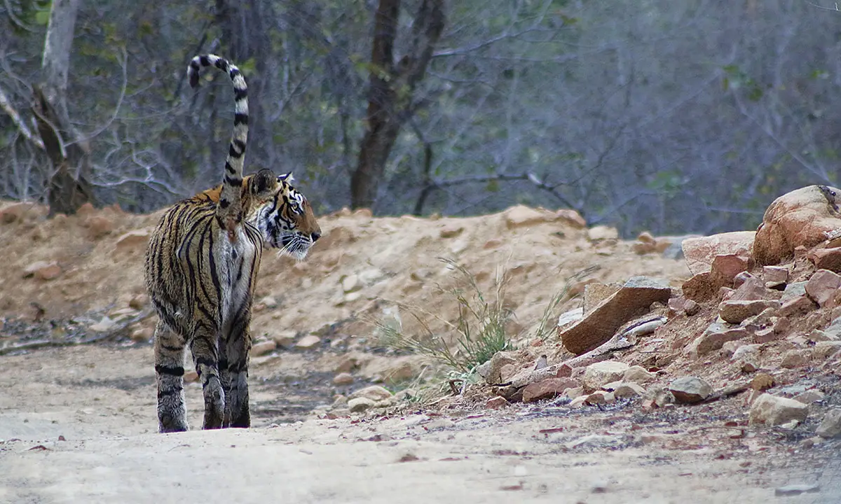 Taj Mahal, Tiger’s & Palaces