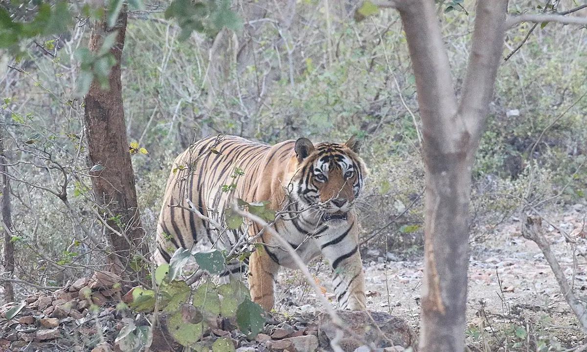 India’s Heritage Trail: Taj, Tigers & Royal Cities