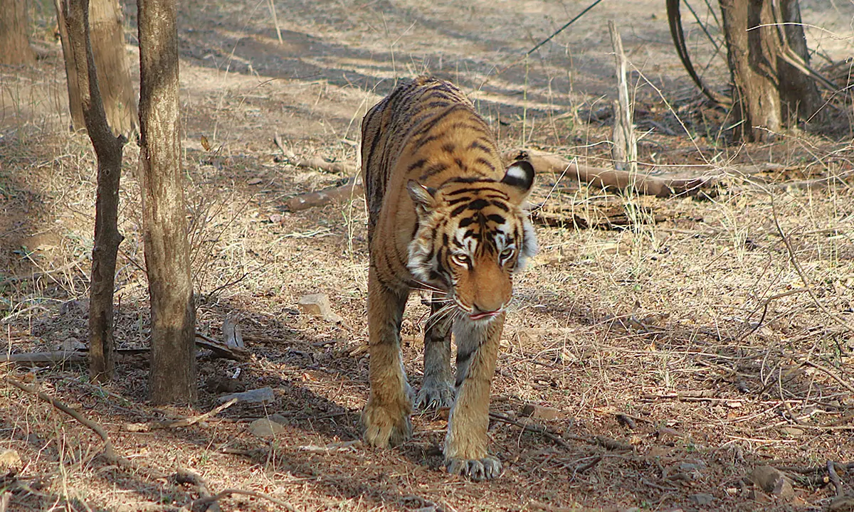 Predators of Ranthambhore