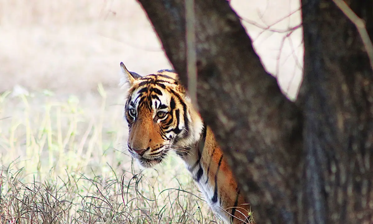 A Royal Journey Through Royal Cities, Wild Safaris & Golden Beaches