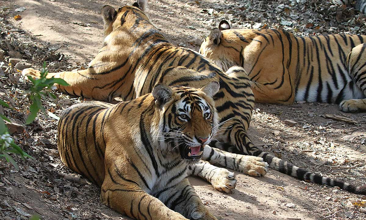 Taj, Tiger’s & Royality of Rajasthan
