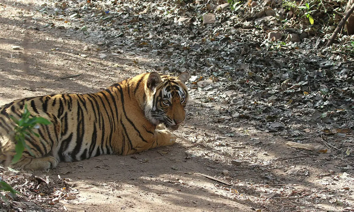 A Royal Journey Through Royal Cities, Wild Safaris & Golden Beaches