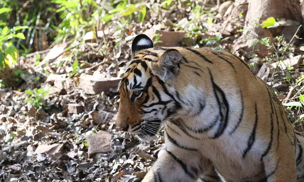 India’s Heritage Trail: Taj, Tigers & Royal Cities