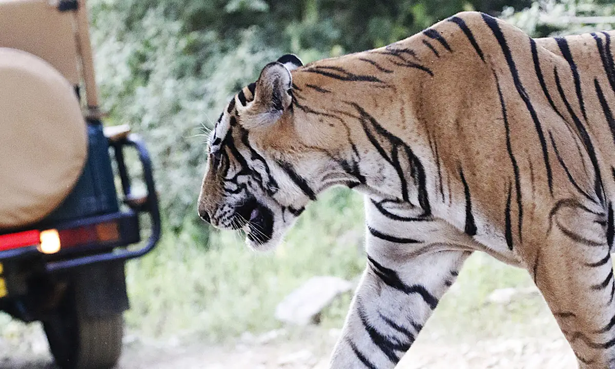 Predators of Ranthambhore