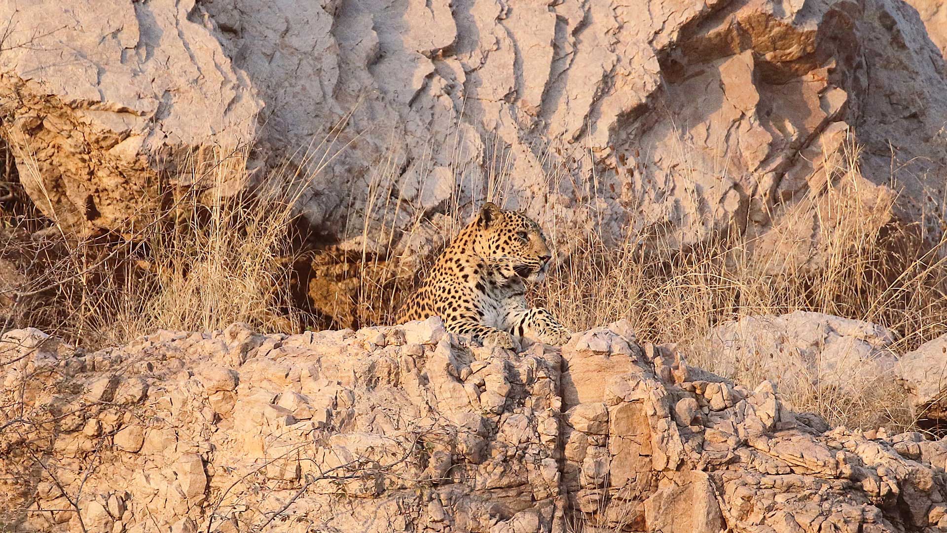 Predators of Ranthambhore