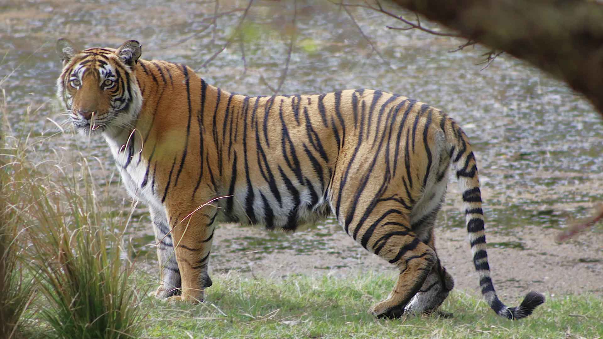 Predators of Ranthambhore