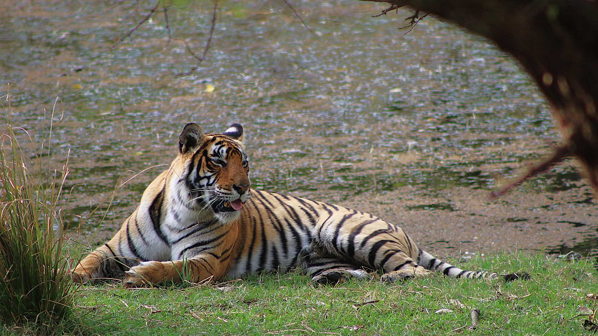 Predators of Ranthambhore