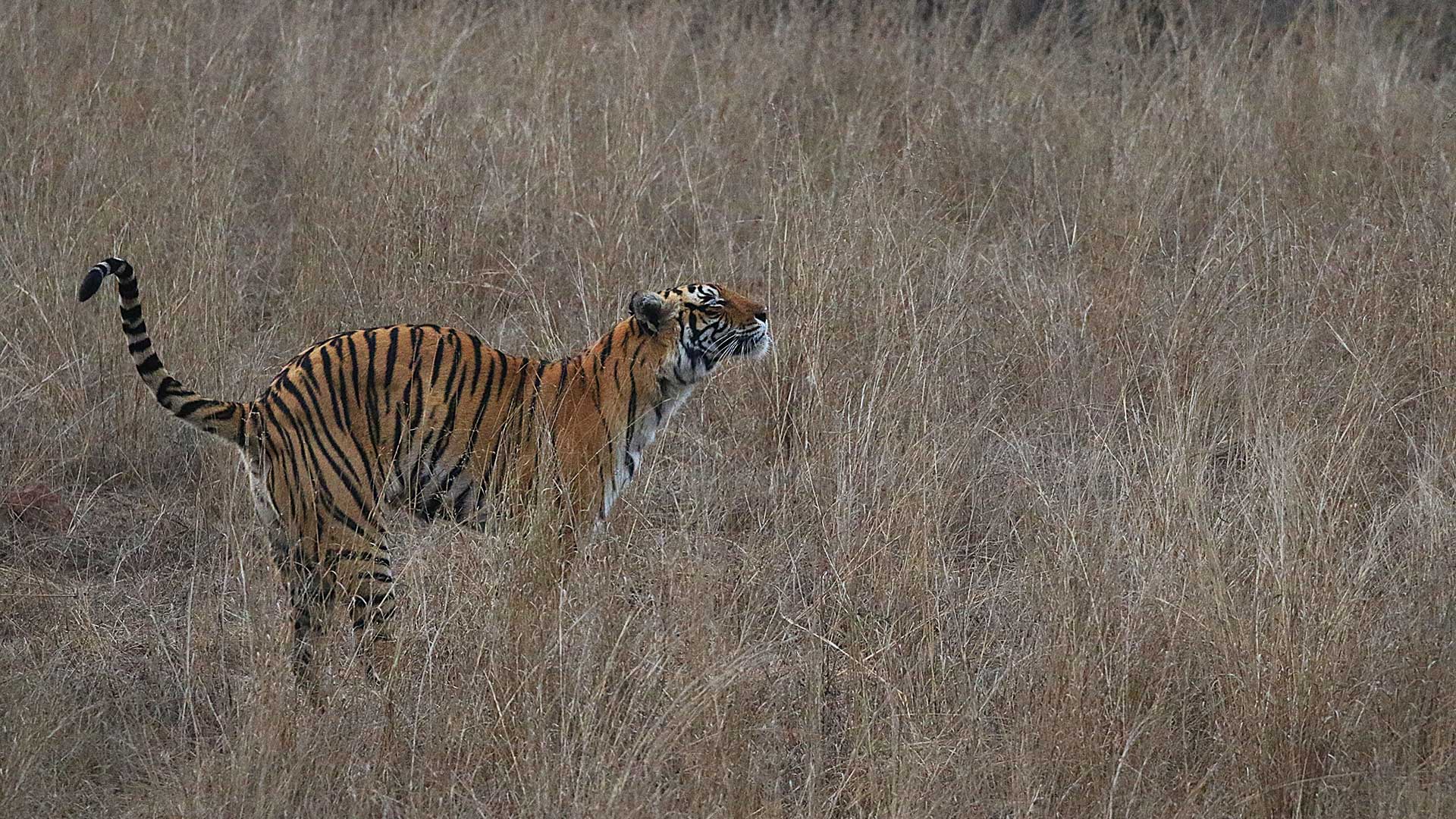 Predators of Ranthambhore